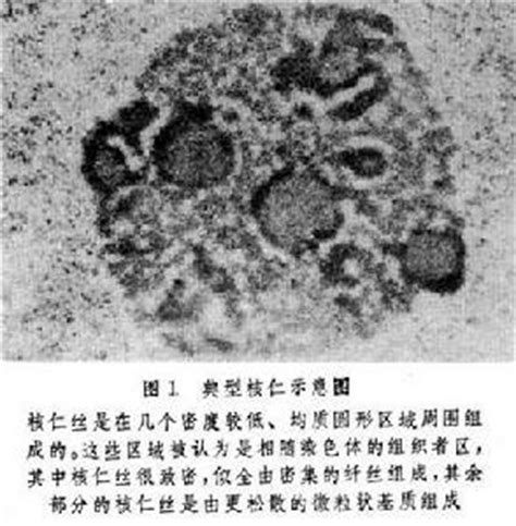 分子细胞卓越中心发现核仁新结构调控核糖体RNA末端加工机制—新闻—科学网