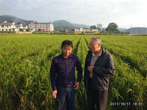 省农技推广总站吴叔康研究员查看多年生稻生产情况-云南大学农学院