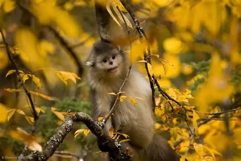 武陵山脉黔金丝猴在什么山 - 业百科