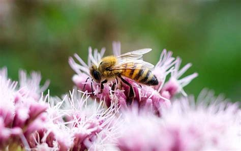 蜜蜂采蜜是什么行为？ 湖北天马养蜂场