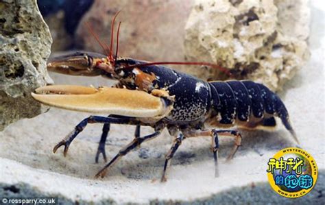 英国渔民捕获极其罕见的双色龙虾 - 神秘的地球 科学|自然|地理|探索