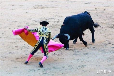 既然牛是色盲，西班牙斗牛为什么还要用红布？_公牛