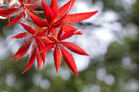五角枫的叶子高清图片下载_红动网