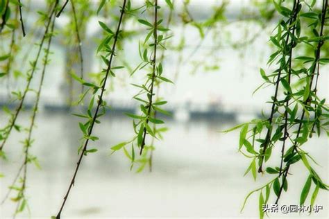河边的柳树叶摄影图高清图片下载_红动网