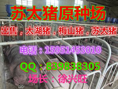 临朐县原种梅山猪出售_瘦肉型苗猪出售_苏太猪育种中心