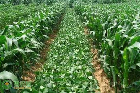 玉米套种，其实有着这么多蔬菜可以和玉米进行套种_种植