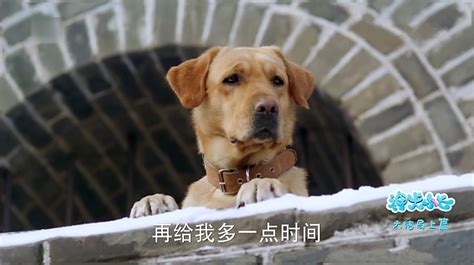 【影视】姜潮主演《神犬小七第三季》热播-北京现代音乐研修学院
