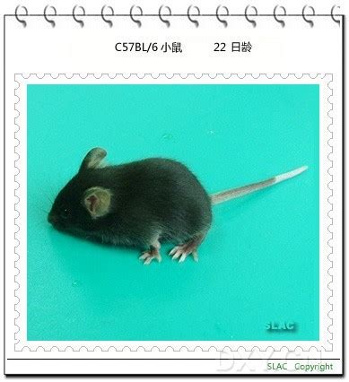 C57BL/6小鼠日龄照片（1-22日龄）（多图）- 生命经纬知识库