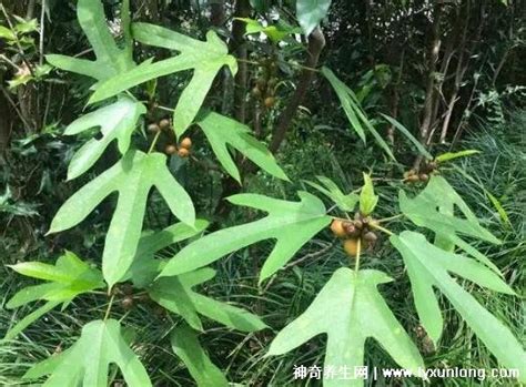 五指毛桃树图片