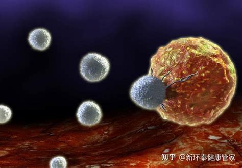 NK细胞疗法,NK细胞可清除体内"僵尸"细胞,长寿科学必将引领未来_全球肿瘤医生网