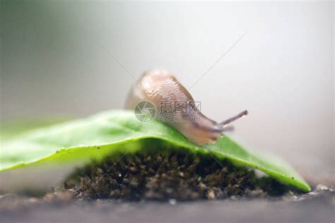 农村雨后常见的“鼻涕虫”，都以为是没壳的蜗牛|蛞蝓|鼻涕虫|蜗牛_新浪新闻