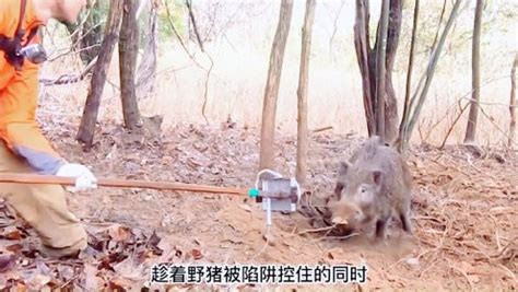 野猪：看荒野猎人如何单挑野猪_高清1080P在线观看平台_腾讯视频