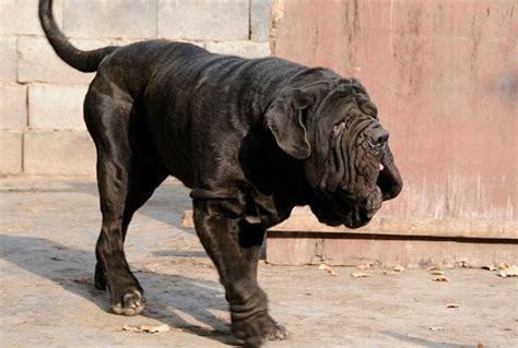 世界十大最凶猛狗 比特犬最凶猛，藏獒仅列第五_动物之最_第一排行榜