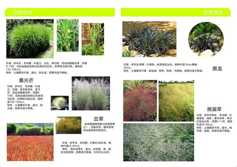 植物手册-屋顶花园植物种类手册以及介绍|平面|书籍/画册|xzj829475 - 原创作品 - 站酷 (ZCOOL)
