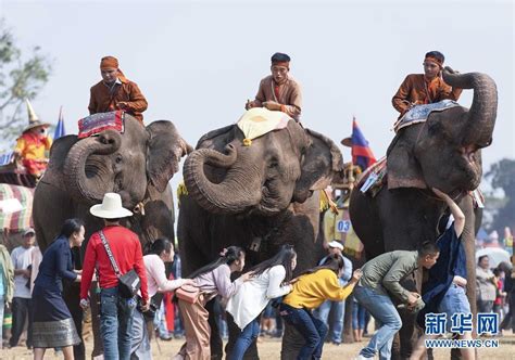 我国亚洲象种群实现稳步增加 亚洲象多项科研取得新进展 - 看点 - 华声在线