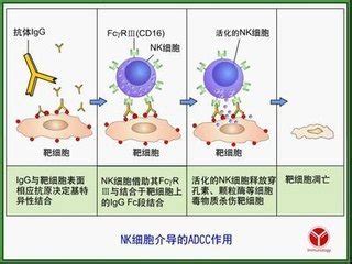 IgG抗体-重组IgG结构-人源/鼠源Ig分子对比-德泰生物公司