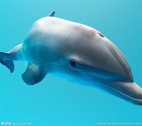 海洋科普（1469）| 海豚是怎么睡觉的？_哺乳动物