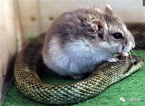 最凶猛的啮齿类动物 食蛇鼠 可以吃蛇的老鼠（图）__「易坊」