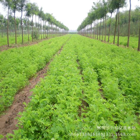 防风固沙植物排名,固沙植物,植物分类_大山谷图库