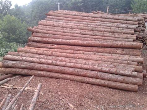 杉木的用途-强松木业-中国木业信息网会员新闻报道