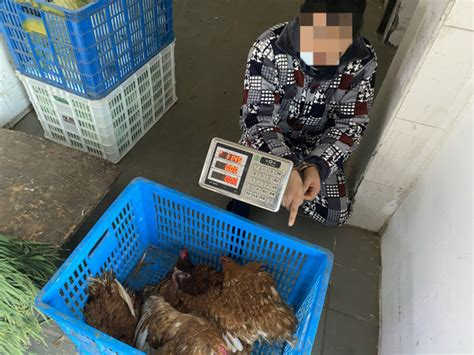 男子用自家母鸡做诱饵偷公鸡 盗窃20余次被刑拘(含视频)_手机新浪网