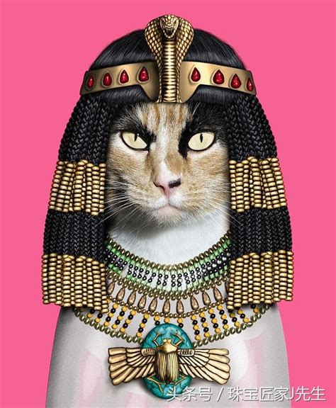 埃及猫图片