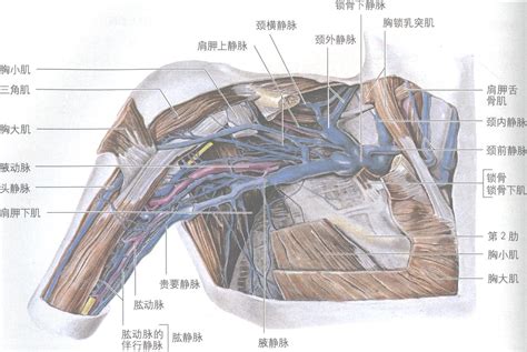 贵要静脉解剖图图片
