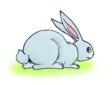 兔子的尾巴有什么用处 动物尾巴的作用_宠物百科 - 养宠客
