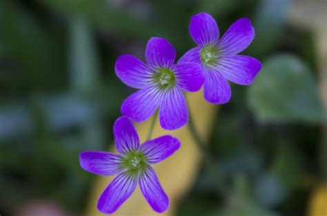 鲜花常识:紫花地丁的功效及作用，快来了解一下吧_好花网