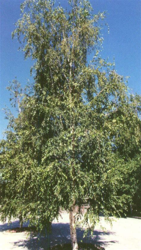 082 垂枝桦‘忧伤’-园林树木-图片