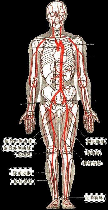 人体某处的血管结构和血流方向示意图是