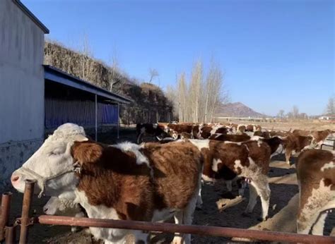 陵城区宋家镇：肉牛养殖让村集体发“牛”财_德州24小时