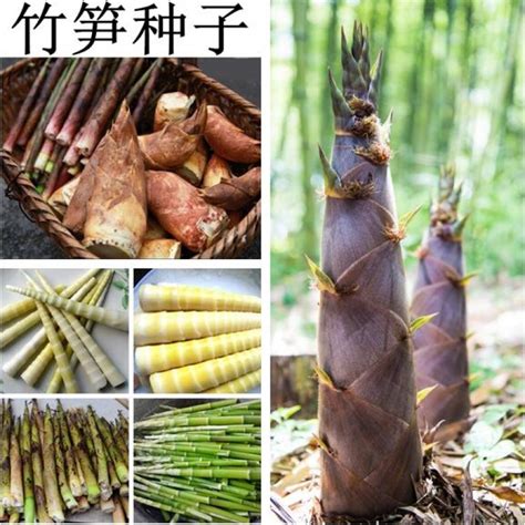 各种笋的名称,常见竹笋种类一览,笋类蔬菜图片名称_大山谷图库