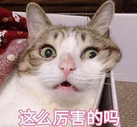 表情包这么厉害啊图片