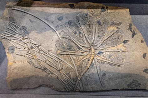 海百合化石图片