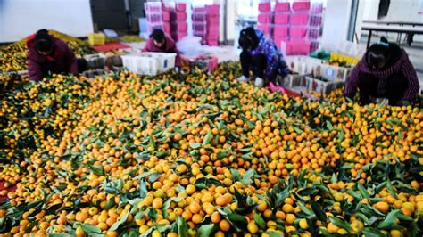 水果生意必备，国内十大水果批发市场|农产品|批发市场|水果_新浪新闻