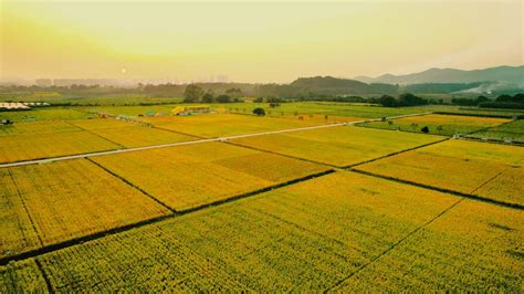 广州增城丝苗米现代农业产业园：规模化经营 实现“稻田造梦”