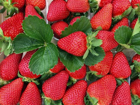 意大利研发草莓新品种FLAMINIA & FLAVIA获国际关注 | 国际果蔬报道