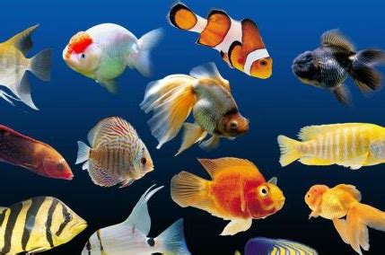 南美热带鱼种类,热带鱼的种类,热带鱼种类_大山谷图库