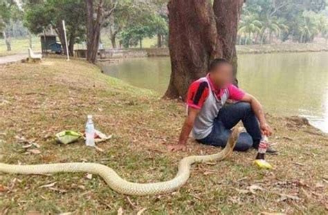 泰国男子与眼镜蛇为伴 他相信这条蛇是女友的转世 | 宠物天空