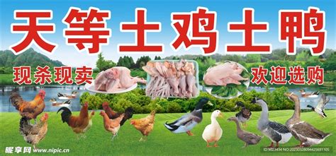 鸡鸭养殖名片设计图__名片卡片_广告设计_设计图库_昵图网nipic.com