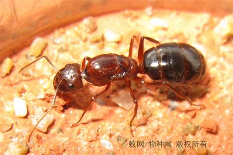 蚁后图片