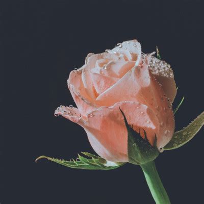 玫瑰花头像图片