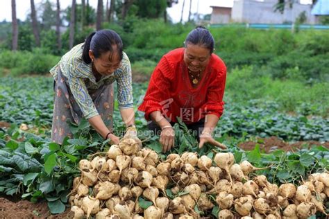 种植地瓜为何是插秧而不是播种？插秧时平插、竖插、斜插哪种好？ - 农化科普 - 北京傲禾测土配方施肥官方网站_测土施肥网_测土配肥加盟-北京傲禾测土