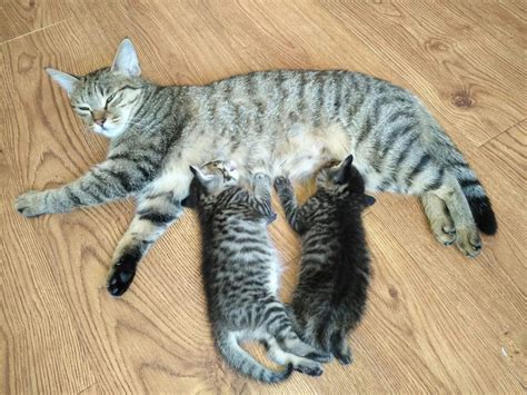 两只两个月大的小猫，一公一母，求一个好人家_领养猫咪