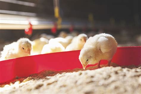 勃林格殷格翰首创家禽行业新模式：孵化场将迎免疫操作管理认证 | 中国动物保健·官网