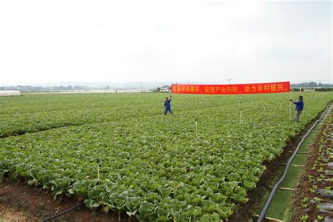 四川荣县试点绿色种养循环农业 5年后将大面积推广试点经验 - 封面新闻