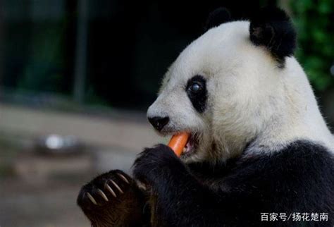 研究发现大熊猫的牙齿原来可以自我修复！网友：国宝就是有超能力_腾讯视频