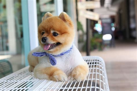 博美犬 - 宠物百科 - CKA官方网站