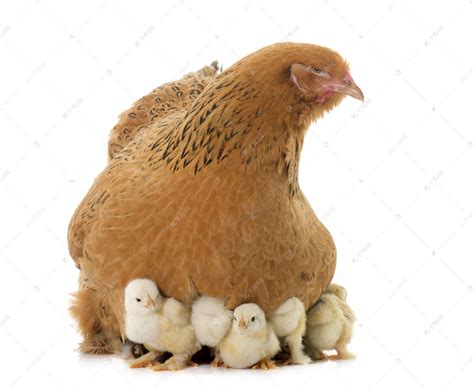 梵天鸡和小鸡高清摄影大图-千库网